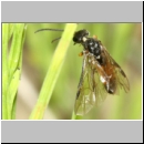 Dolerus sp - Blattwespe 11b 8mm.jpg